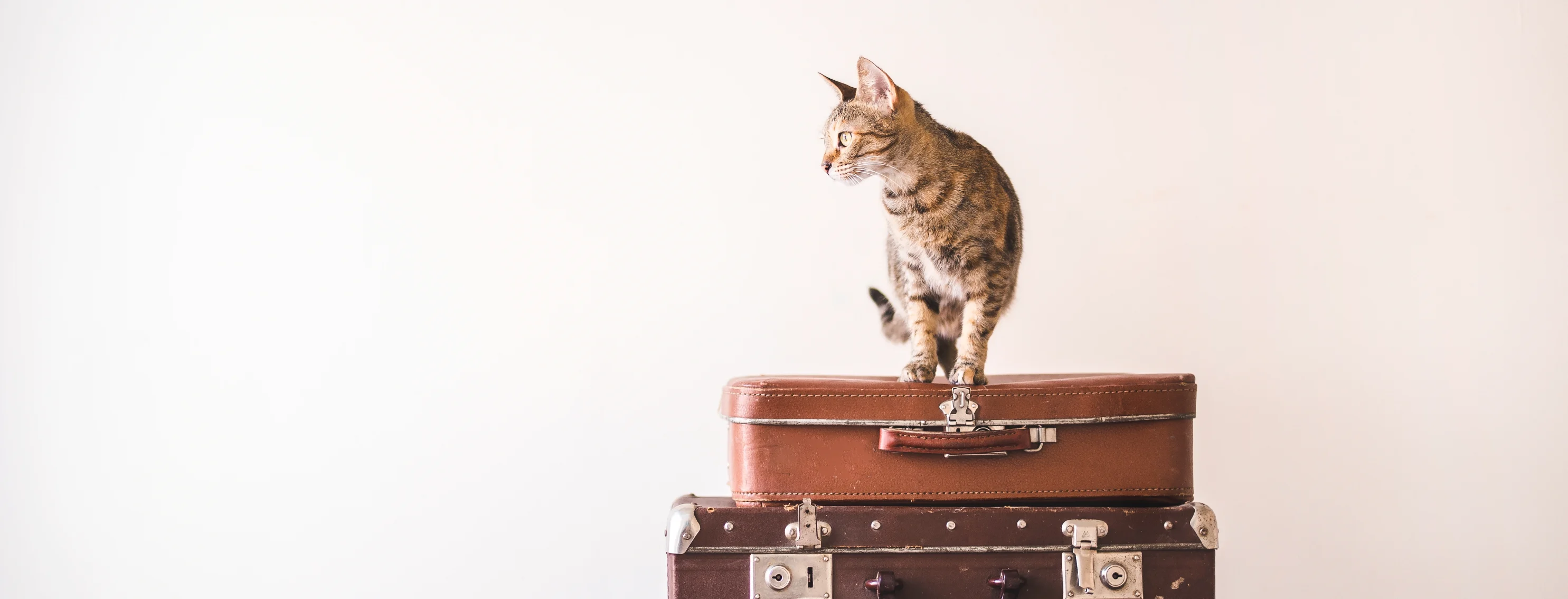 Cat standing on brown suitcases against a tan background